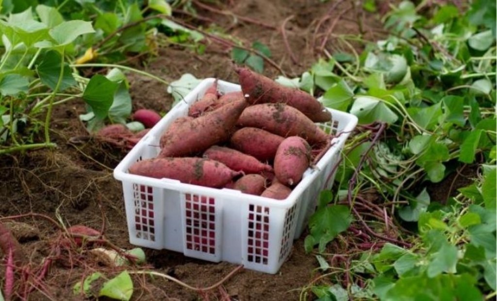 鹿児島県産さつまいも